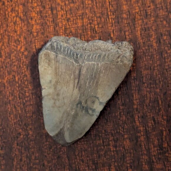 Fossilized Shark Tooth Megalodon Polished Ocean Collectible 2.5" by 2" - Picture 4 of 6